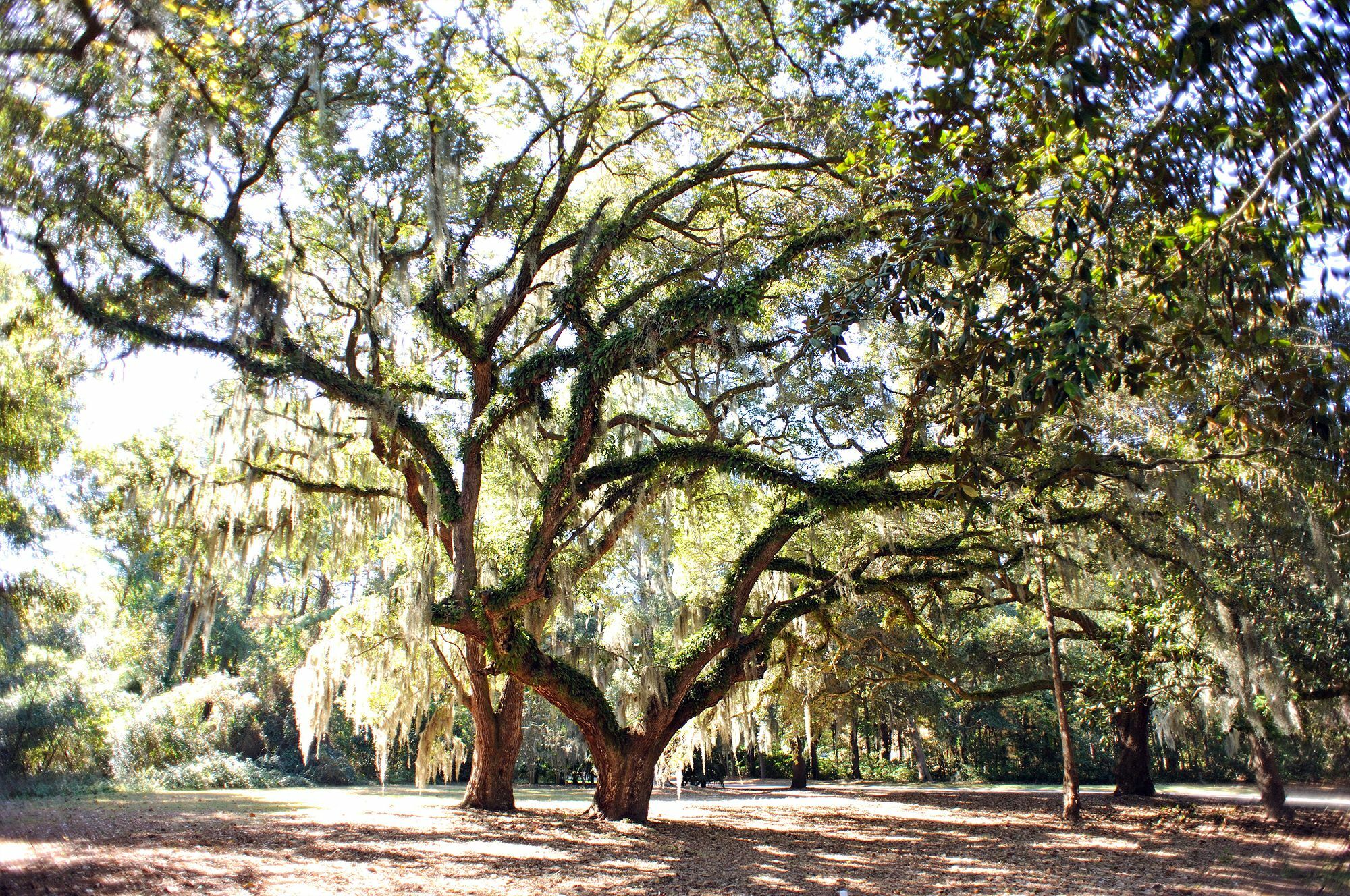 Pawleys Plantation Golf & Country Club Hotell Pawleys Island Eksteriør bilde